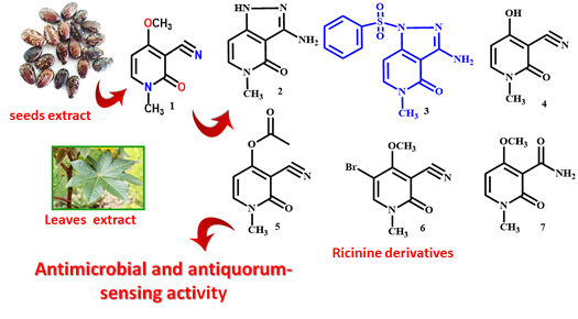 Antimicrobial and antiquorum-sensing activity of Ricinus communis extracts and ricinine derivatives